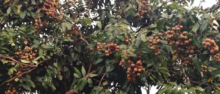 四季蜜龙眼种植方法 四季蜜龙眼种植条件