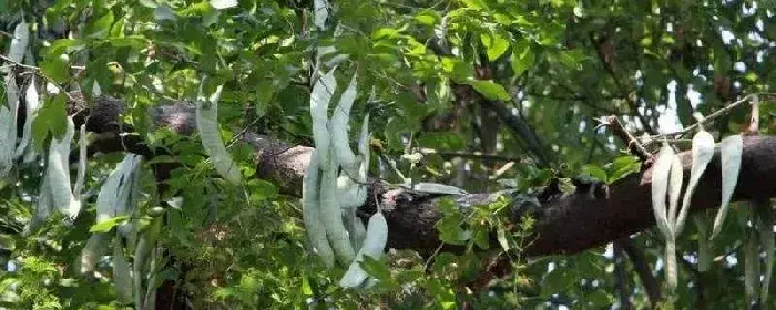 皂角种植技术，可在植株上采集种子也可去市场购买种子