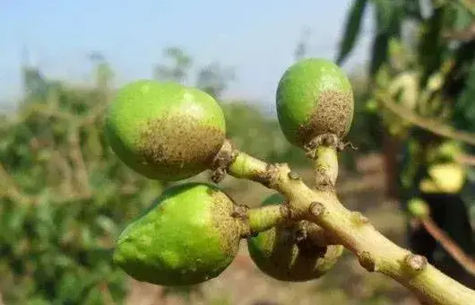 芒果蓟马、介壳虫、红蜘蛛害虫防治技巧