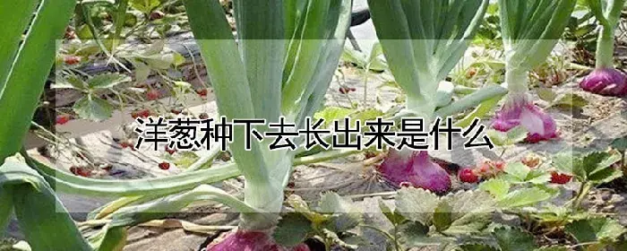 洋葱种下去长出来是什么