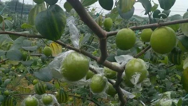 青枣前景好不好？市场需求稳定，种植技术决定效益