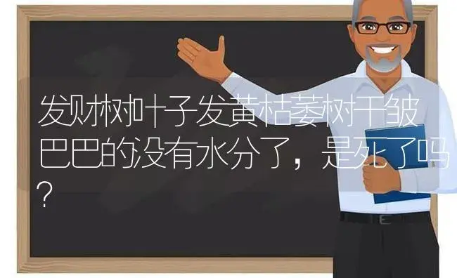 发财树叶子发黄枯萎树干皱巴巴的没有水分了，是死了吗？ | 植物问答