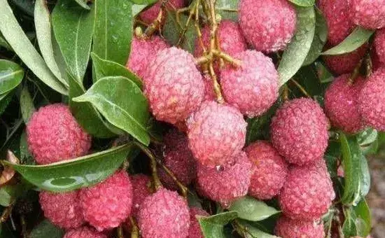 蒂蛀虫对荔枝有哪些危害?果农要如何进行防治处理?