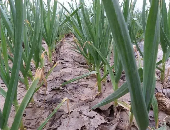 青蒜种植技术 种植大蒜的技术和要点