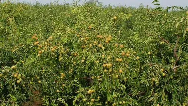 枣树苗什么时候种植