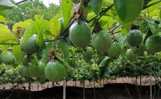 何时种植百香果，附种植技术