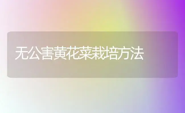 无公害黄花菜栽培方法 | 植物科普