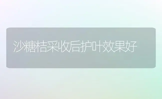 沙糖桔采收后护叶效果好 | 植物百科