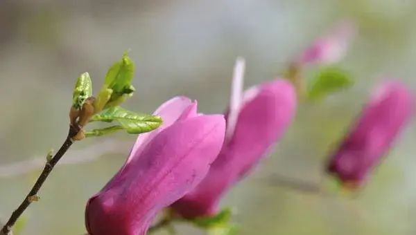 紫玉兰怎么种 紫玉兰种植方法与注意事项