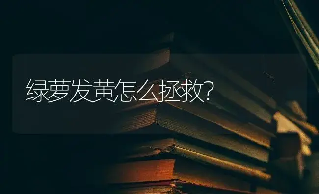 绿萝发黄怎么拯救？ | 植物问答