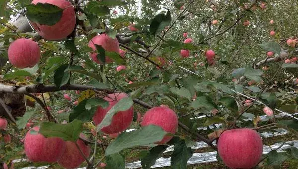 2018种苹果赚钱吗？苹果种植的利润与投资成本及前景预测