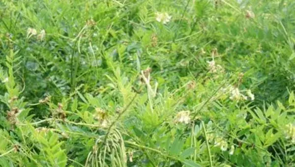2018种苦参赚钱吗？苦参种植的利润与投资成本及前景预测
