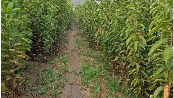 樱桃树的种植与管理技术 樱桃树的修剪方法