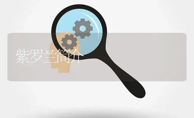 紫罗兰简介 | 植物知识