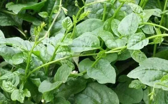 提高木耳菜产量的科学种植方法有哪些？
