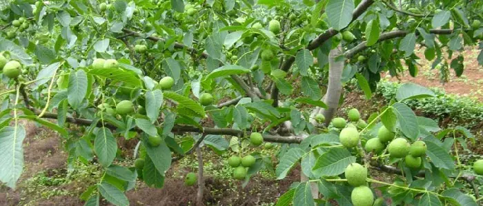 核桃苗种植对土地有怎样的要求