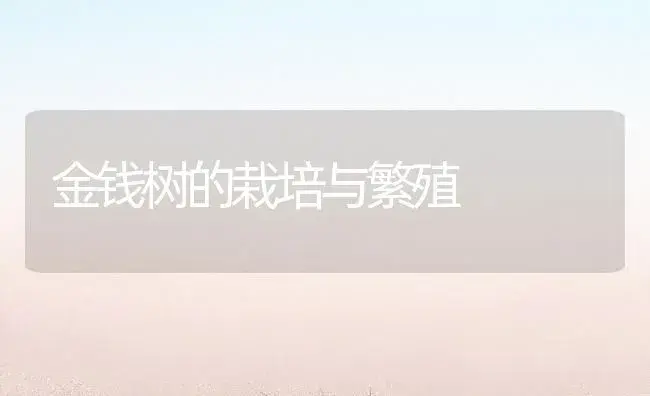 金钱树的栽培与繁殖 | 植物知识