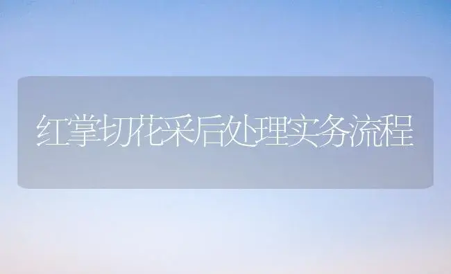 红掌切花采后处理实务流程 | 植物知识