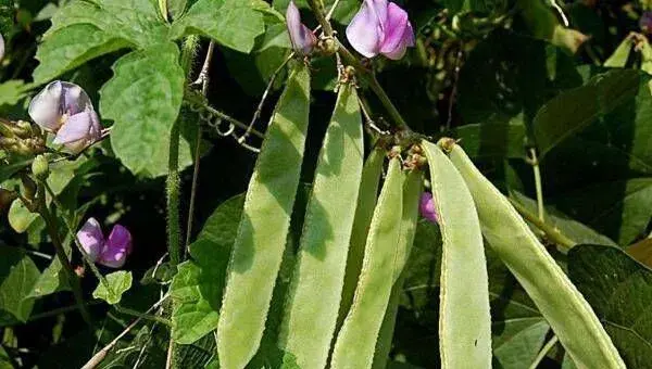 春天如何种植扁豆？扁豆又大又饱满种植技术