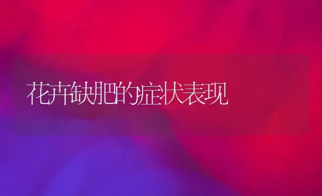 盆栽朱蕉 | 植物知识