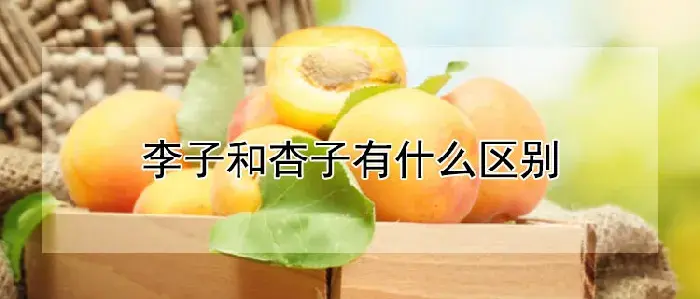 李子和杏子有什么区别