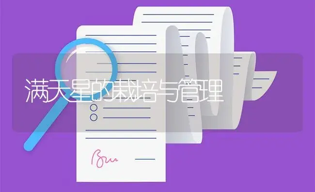 满天星的栽培与管理 | 植物知识