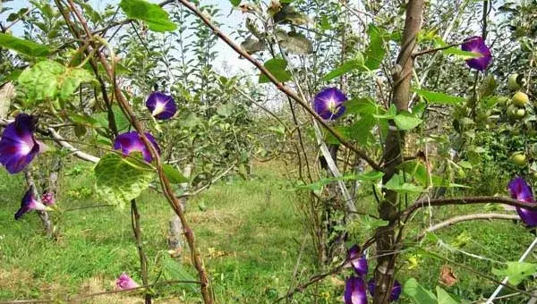 牵牛花怎么浇水 牵牛花的养殖方法