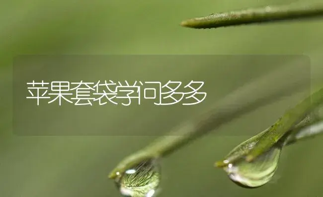 苹果套袋学问多多 | 植物百科