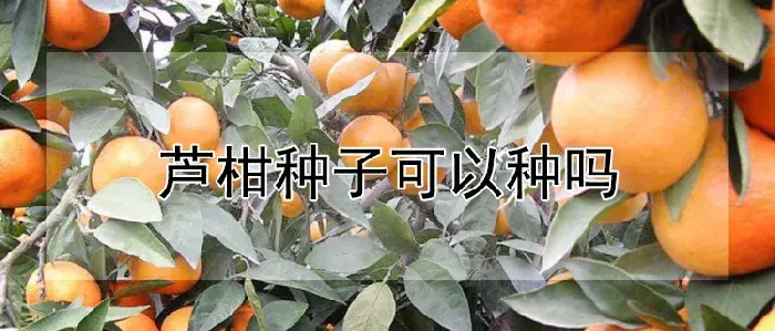 芦柑种子可以种吗