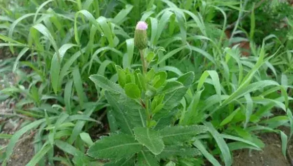 刺儿菜有哪些功效作用？刺儿菜人工种植技术