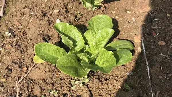 初春时节大棚蔬菜管理措施