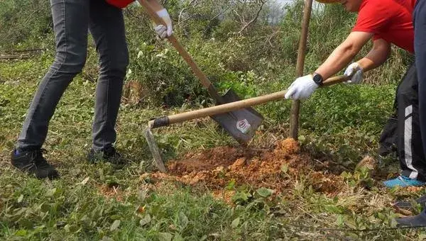 树苗种植方法