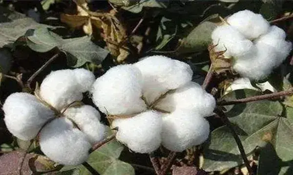 棉花种植注意事项是什么