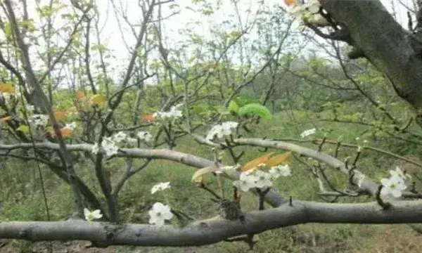 梨树花期如何管理？梨树的花期管理技术