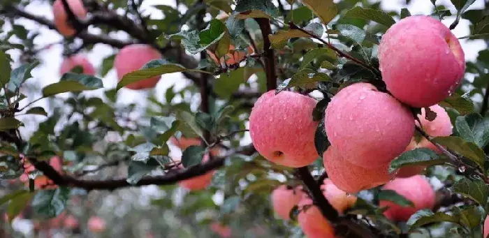 苹果树怎么剪枝