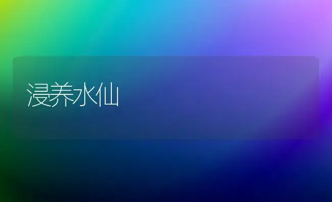 浸养水仙 | 植物科普