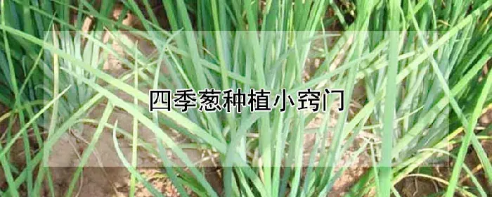 四季葱种植小窍门