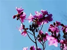 杜鹃花引爆河间年宵花市场