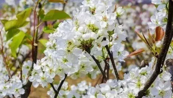 梨树苗什么时候种植较好？春季3月秋季11月均可