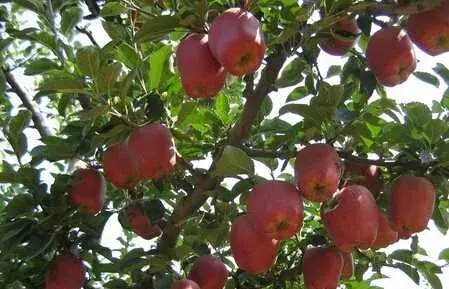 种苹果之盛夏苹果树管理