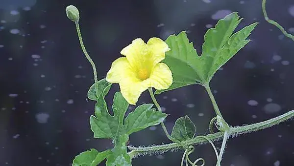 苦瓜种植时间及技术要点