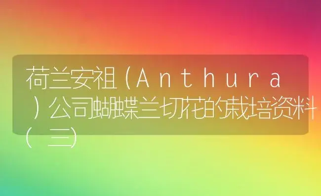 荷兰安祖（Anthura）公司蝴蝶兰切花的栽培资料(三) | 植物科普