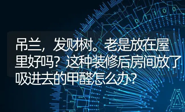 吊兰，发财树。老是放在屋里好吗？这种装修后房间放了吸进去的甲醛怎么办？ | 植物问答