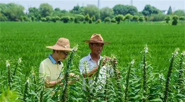 芝麻的种植条件