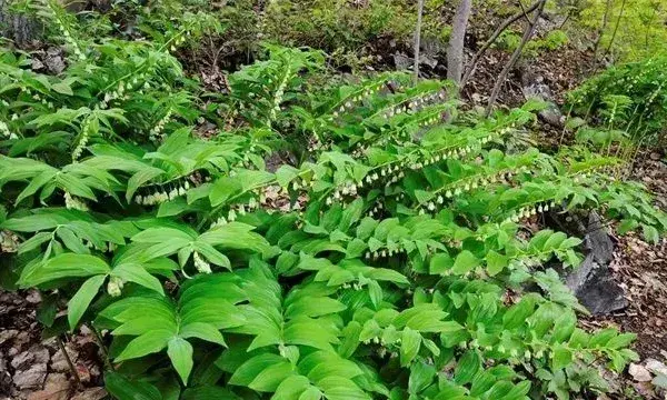 玉竹的种植方法有哪些