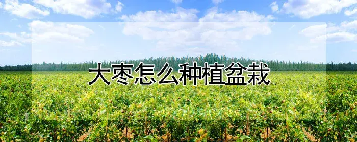 大枣怎么种植盆栽