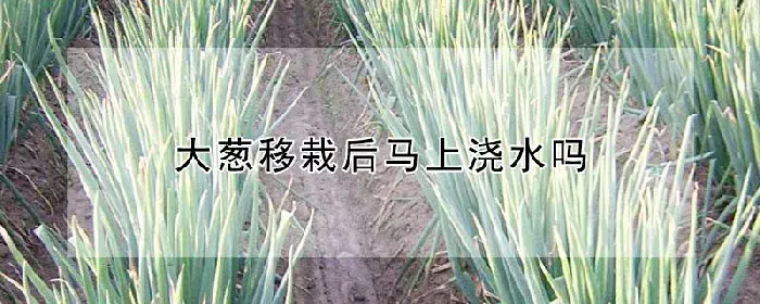 大葱移栽后马上浇水吗