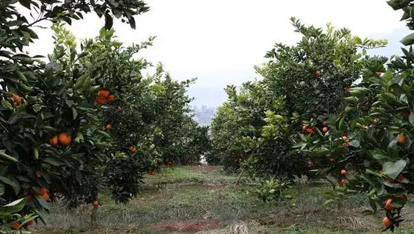 血橙怎么种 血橙种植技术与注意事项