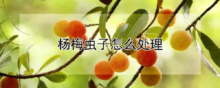 杨梅虫子怎么处理