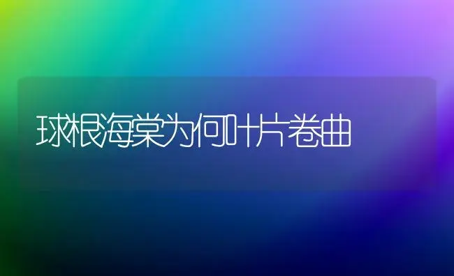 球根海棠为何叶片卷曲 | 植物知识